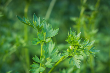 large leaves of green young parsley on the background of other plants