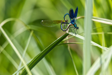 Großlibellen (Anisoptera) bei Paarung, Nahaufnahme auf Halm