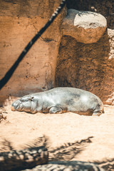 Fototapeta premium Sleeping hippo