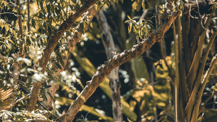 Nature inside a zoo