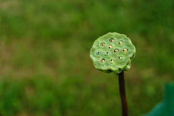 the lotus seed pods in the garden with green leave background and it blur too,