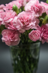 Pink carnations isolated on black background