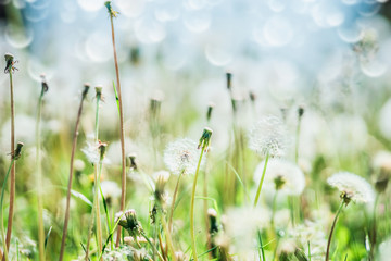 Summer day nature background with dandelions field, sky and bokeh