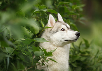 beautiful portrait of a Siberian husky dog on green grass