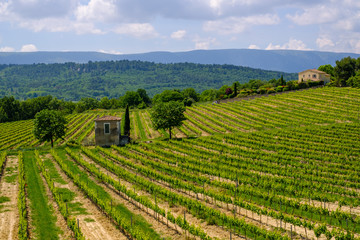 Vue sur le massif du Luberon, et les vignobles au printemps en Provence, France.