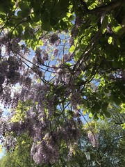 Wisteria flowers hanging with a blue sky background