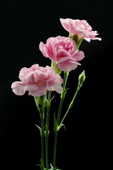 Pink carnations isolated on black background