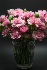 Pink carnations isolated on black background