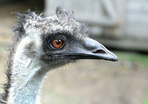 Ostrich head with large eyes close-up