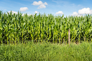 Obraz premium Maize plants growing behind a fence with barbed wire
