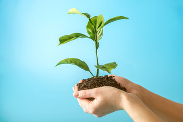 Sprout of new green tree in soil in human hands on blue background. Concept of environmental protection. Earth day