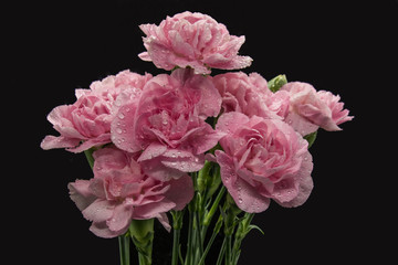 Pink carnations isolated on black background