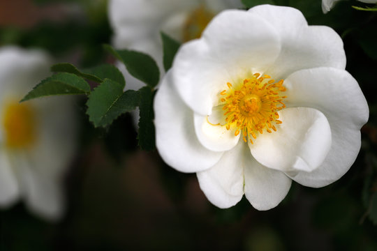 White Rosa rubiginosa (sweet brier eglantine rose)