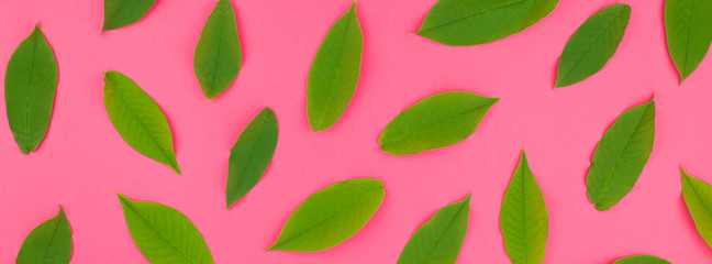 Flat lay pattern with fresh green leaves