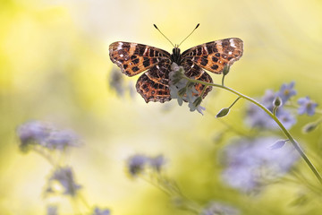 Araschnia levana butterfly