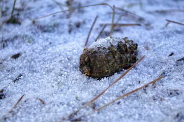 lump in the snow in the forest