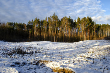 in the forest on a hill trees in winter