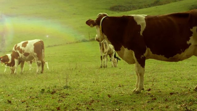 Cows eating grass, walking, grazing on a green meadow . Several shots of different view. Slow Motion .