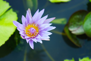 the purple lotus beautiful and leaf green  on outdoor park at asia.