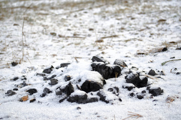 tree with a big root and snow
