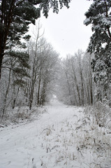 trees covered with snow in the forest