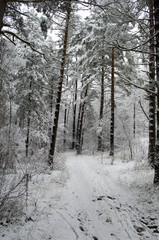trees covered with snow in the forest