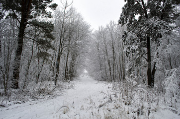 trees covered with snow in the forest