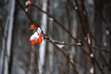 mountain ash on a tree covered with snow