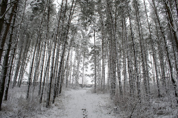 in a snow-covered forest in winter