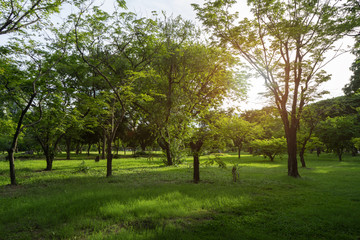 Fototapeta na wymiar Image of green garden background in the park