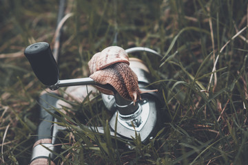 The snail crawls along the fishing reel.
