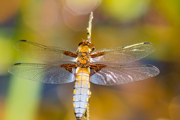 Broad-bodied Chaser - Libellula depressa