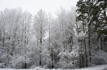 Christmas toys in the snow