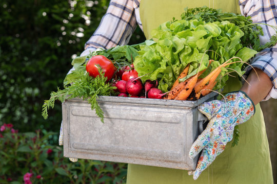 Unrecognisable female farmer holding crate full of freshly harvested vegetables in her garden. Homegrown bio produce concept. Sustainable living.