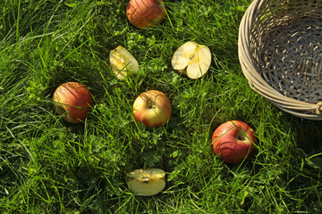 apples, fruits on green grass, picnic