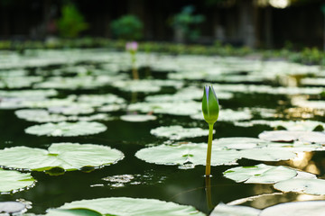 the purple lotus beautiful and leaf green  on outdoor park at asia.