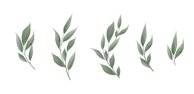 Vector set. Bay leaf. Green leaves on white background. Vector illustration.