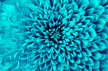 Chrysanthemum cyan closeup. Macro. It can be used in website design and printing. Also good for designers.