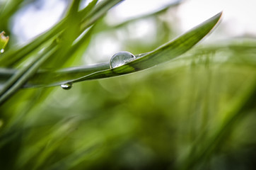 grass with a drop of dew