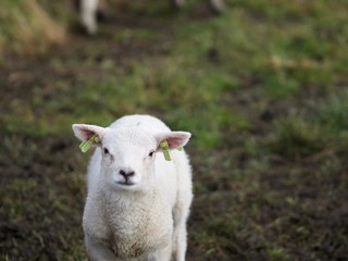 Obraz premium Schaf-Texel