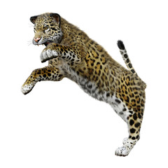 3D Rendering Big Cat Jaguar on White