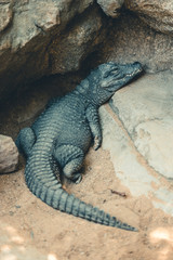 Crocodile sleeping