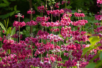 Obraz premium Pink candelabra primulas
