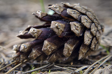 fir cone