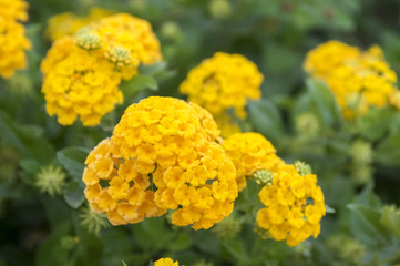 Lantana camara ornamental tropical shrub, yellow flowers on branches with green leaves