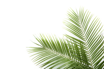 Green palm leafs on white background