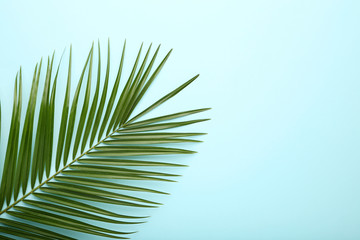 Obraz premium Zielony liść palmy na niebieskim tle