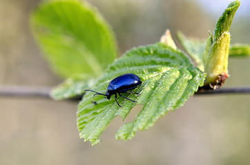 beetle on leaf