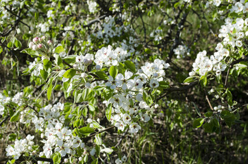 blooming Apple tree