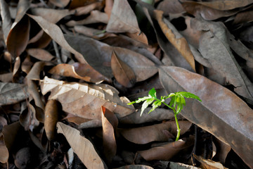 young plant growing up between dry leaves in the forest.